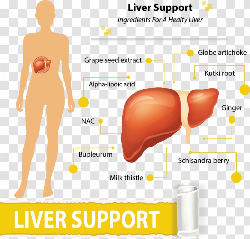 Liver - Flower - Healthy Ingredients Transparent PNG