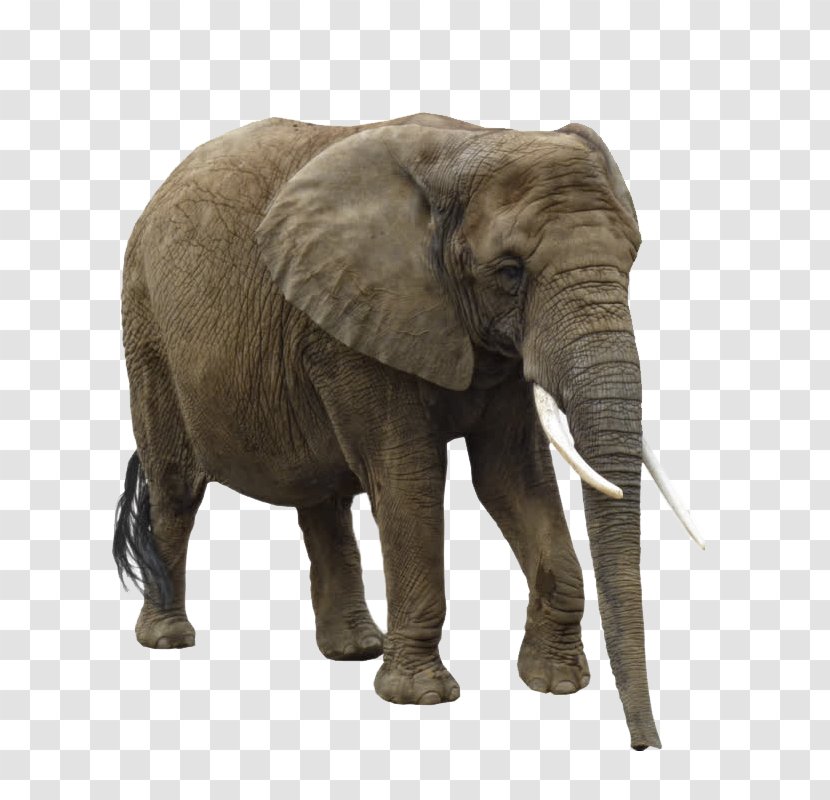 Asian Elephant African Clip Art - Mammal Transparent PNG