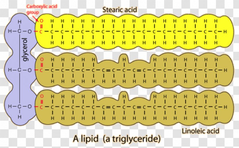 Lipid Biomolecule Biology Macromolecule Organism - Triglyceride - Yellow Transparent PNG