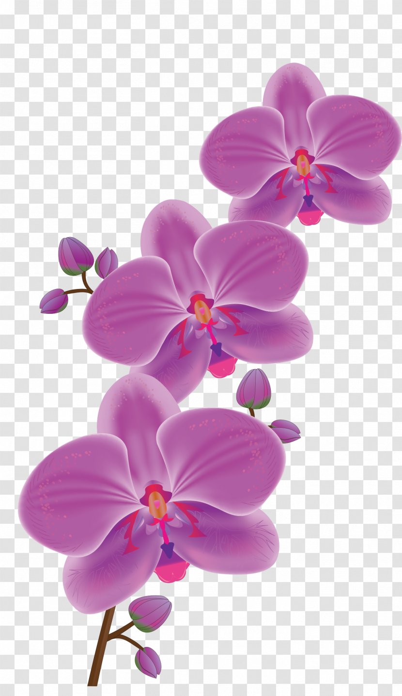 Orchids Flower Phalaenopsis Schilleriana Clip Art - Violet - Orchid Transparent PNG