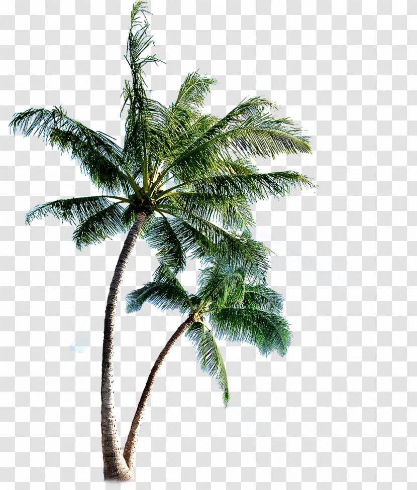 Phi Islands Eleuthera Clip Art - Plant - Palm Trees Transparent PNG