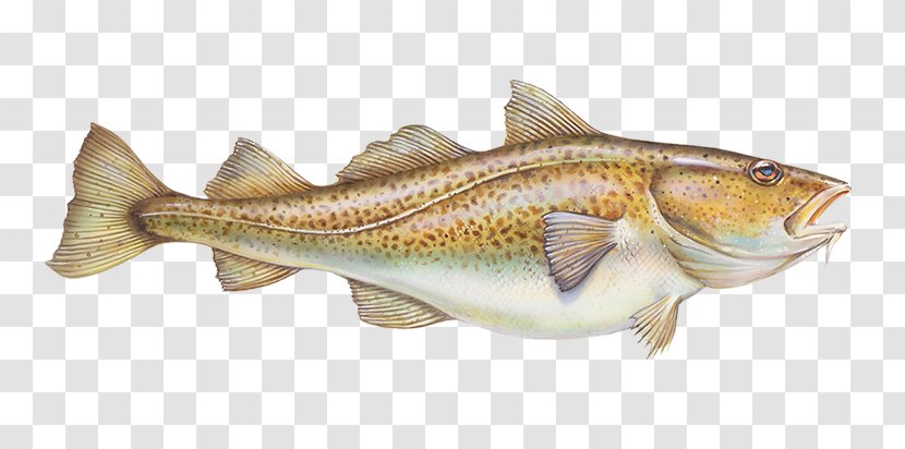 Fish Cod Bass Bony-fish - Bonyfish Transparent PNG