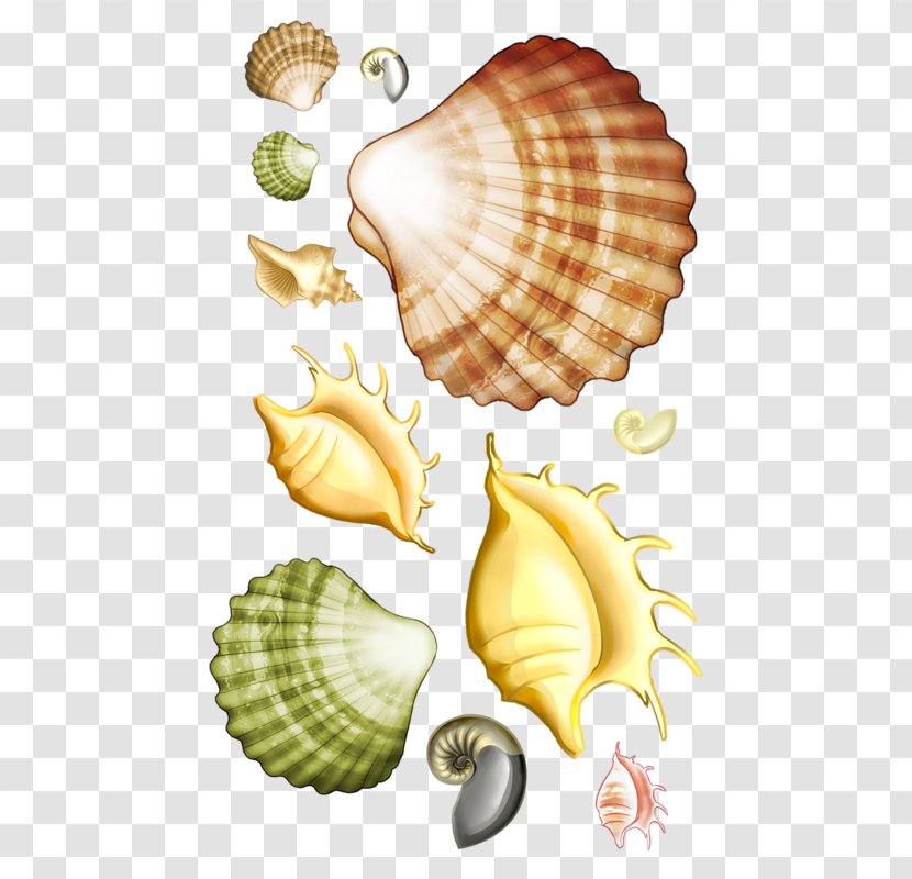 Seashell Scallop Clip Art - Cockle - Cartoon Marine Life Scallops Conch Transparent PNG