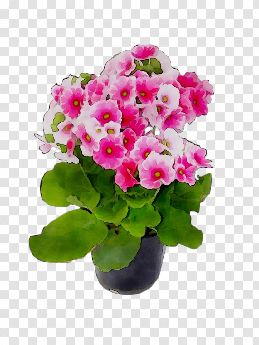 Primrose Flowerpot Houseplant Geraniums Annual Plant - Primula - Flower Transparent PNG