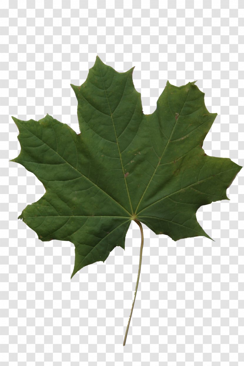 Texture Mapping Maple Leaf Transparent PNG