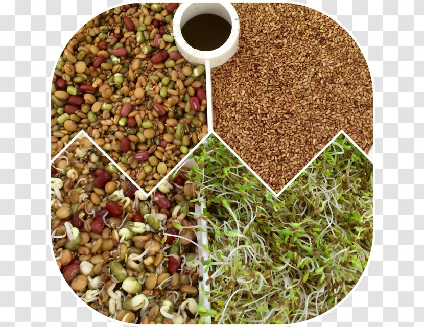 Vegetarian Cuisine Spice Superfood Mixture - Bean Sprout Transparent PNG
