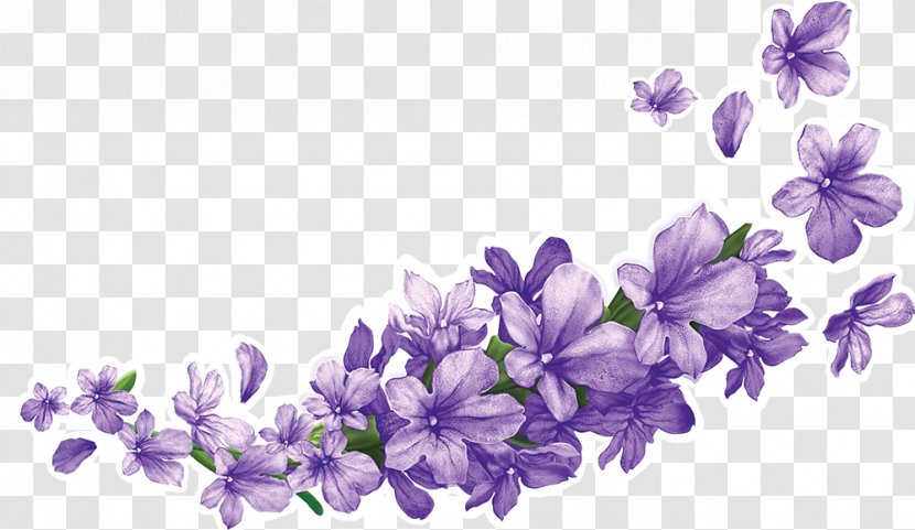 Shree Gulabsons & Co. Lavender Information - Violet Family Transparent PNG