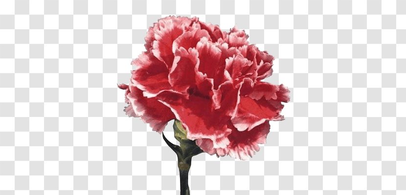 Carnation Cut Flowers Euroflora Clip Art - Pink Family - Flower Transparent PNG