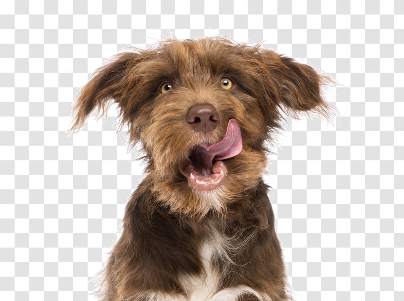 Dog Biscuit Pet Food Cat - Daycare Transparent PNG