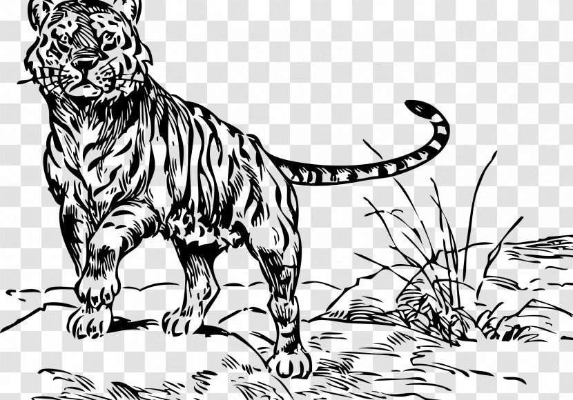 Tiger Drawing Cartoon Line Art Clip - Small To Medium Sized Cats - Name A Mangrove Swamp Transparent PNG