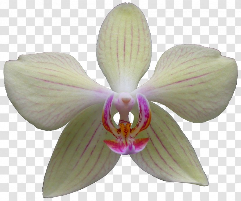 Moth Orchids Cattleya Dendrobium - Orchid Transparent PNG