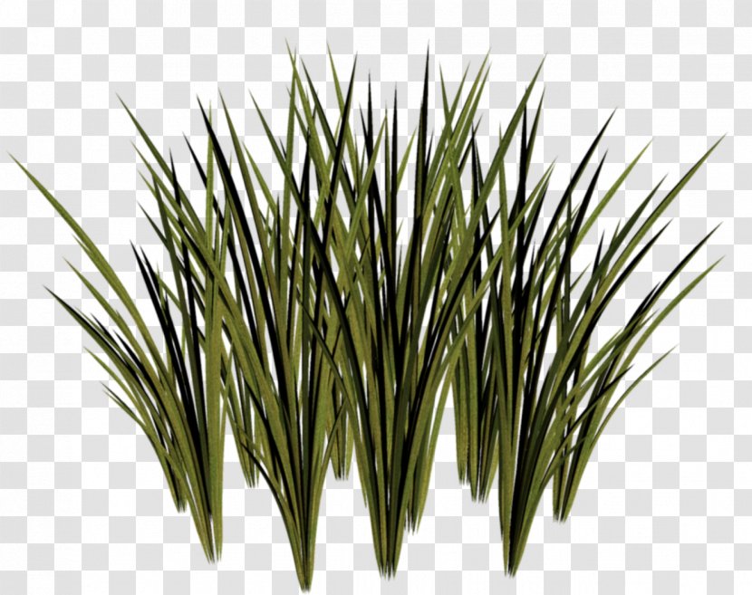 Animation Herbaceous Plant Clip Art - Tulip - Grass Transparent PNG