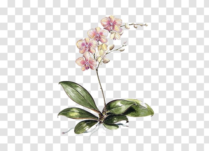 Moth Orchids Drawing Botanical Illustration Watercolor Painting - Flower - Flowers Transparent PNG