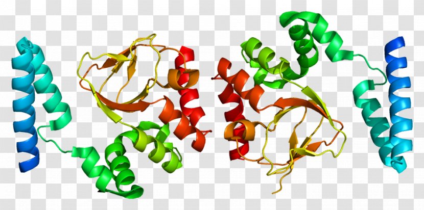 HCN2 HCN4 HCN Channel Cyclic Nucleotide–gated Ion Funny Current - Potassium - Protein Transparent PNG