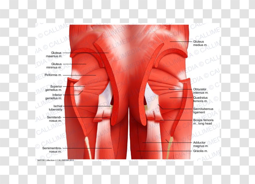 Pelvis Muscle Anatomy Muscular System Hip - Tree - Flower Transparent PNG