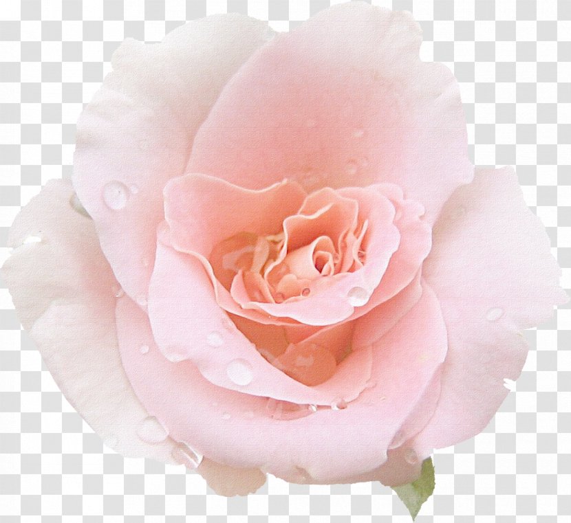 Garden Roses Pink Centifolia Cut Flowers Floribunda - Rose Transparent PNG
