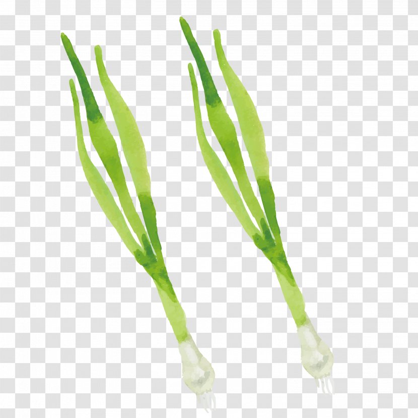 Garlic Green - Flyer Transparent PNG