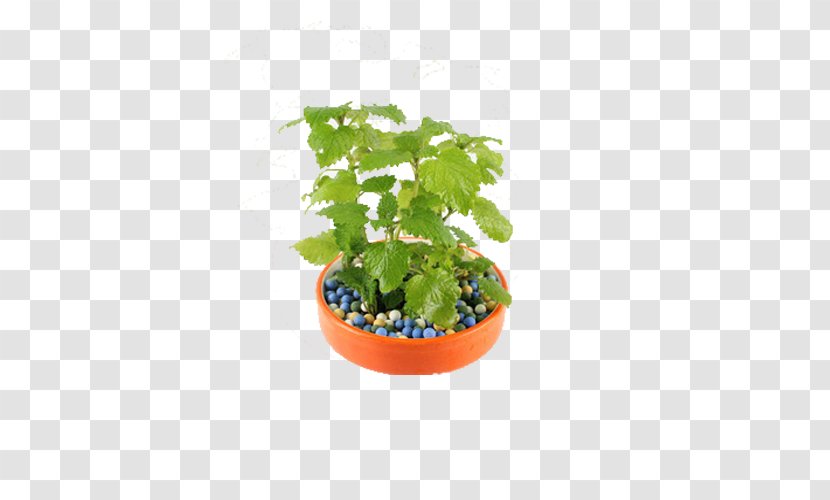 Tea Flowerpot Plant - Planting In A Pot Of Lemon Balm Transparent PNG