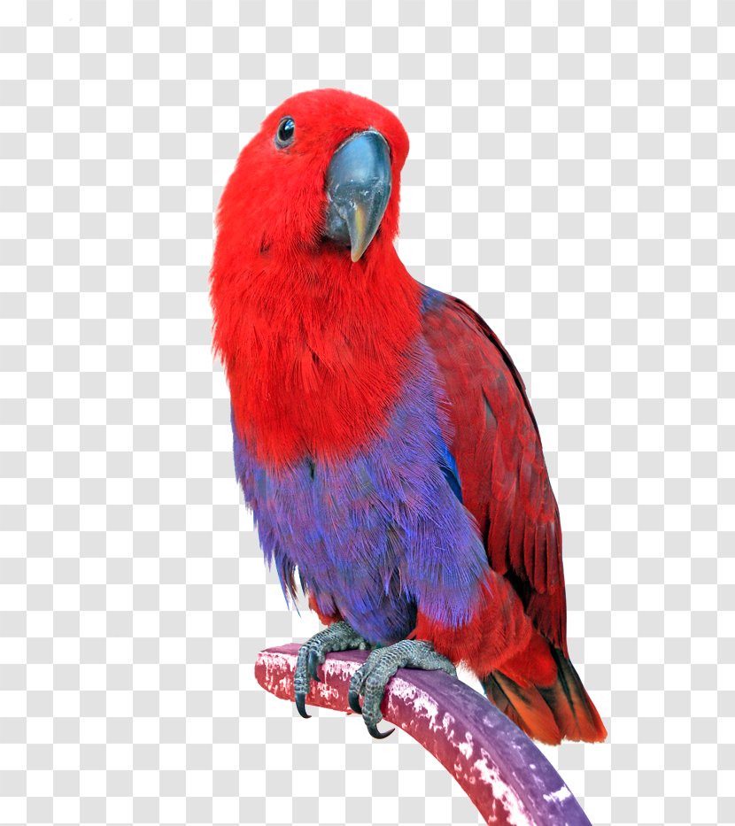 Bird Eclectus Parrot Keeping Parrots Cockatiel - Conure Transparent PNG