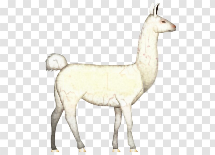 Llama Cartoon - Wildlife - Animal Figure Tail Transparent PNG
