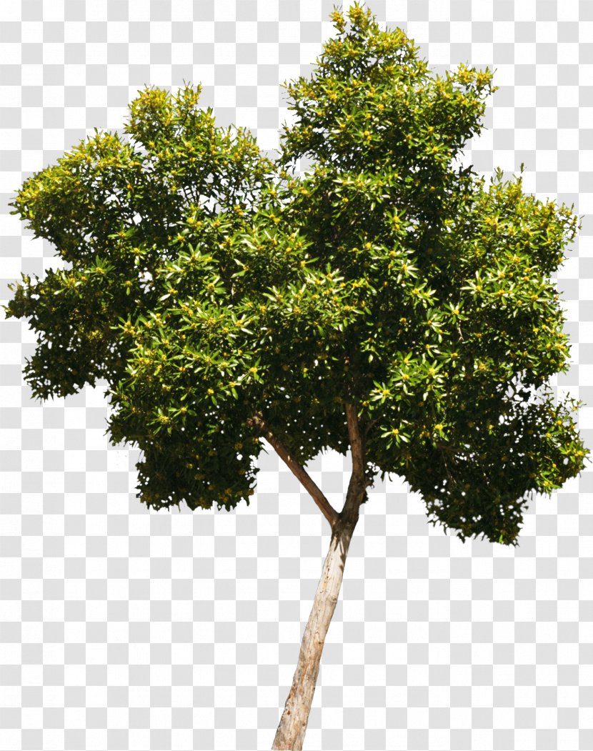 Tree Oak Woody Plant Crown - Shrub - Bushes Transparent PNG