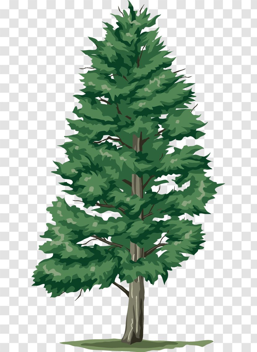 Tree Clip Art - Fir - Green Transparent PNG