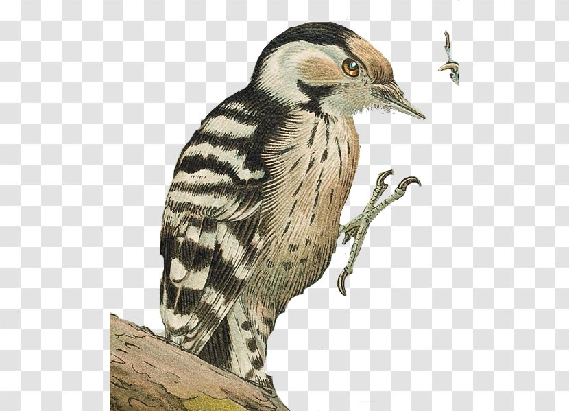 Lesser Spotted Woodpecker Finches Bird Great - Fauna Transparent PNG