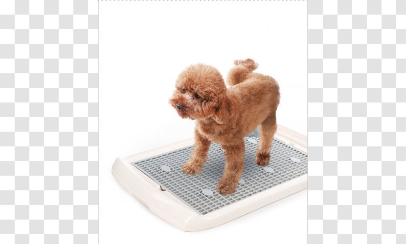 Miniature Poodle Puppy Companion Dog Breed Transparent PNG