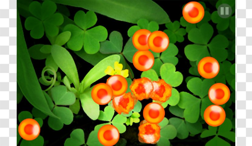 Salmon Roe App Store Red Caviar - Eggs Transparent PNG