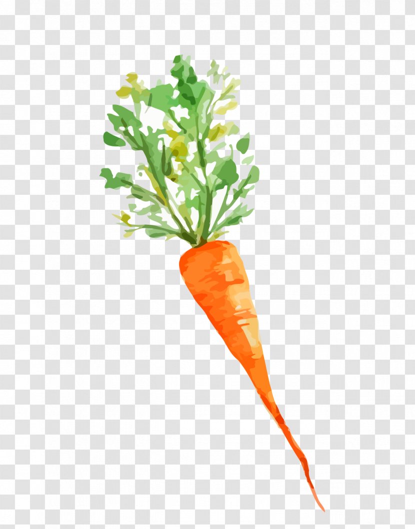 Baby Carrot Vegetable Image - Plant Stem Transparent PNG