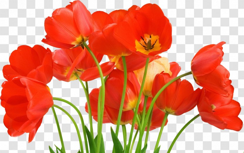 Love Flower Stock Photography Desktop Wallpaper - Tulip - Gerbera Transparent PNG