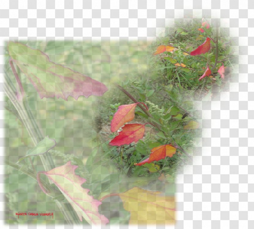 Leaf Orange S.A. - Bird - Fall Leaves Transparent PNG