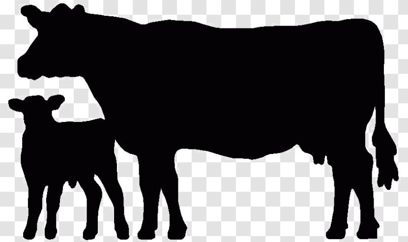 Angus Cattle Beef Welsh Black Holstein Friesian Calf - Livestock Show - Bull Transparent PNG