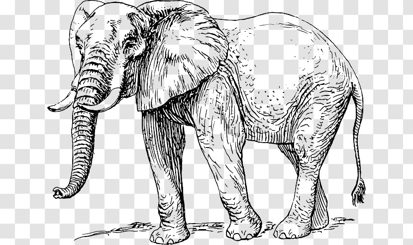 Asian Elephant African Line Art Elephantidae Drawing - Tusks Transparent PNG