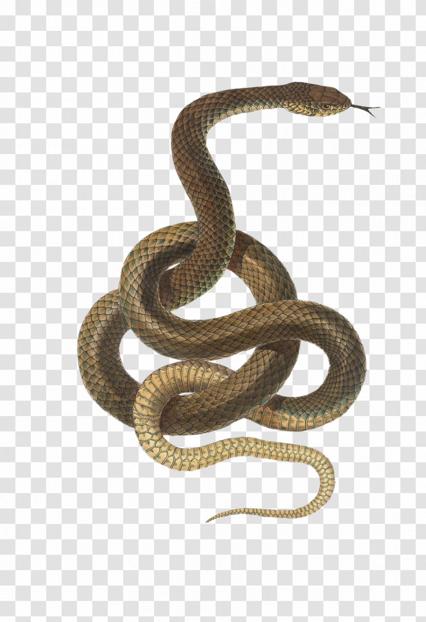 Snakes Image Stock Photography Reptile - Television - Three Dark Crowns Transparent PNG