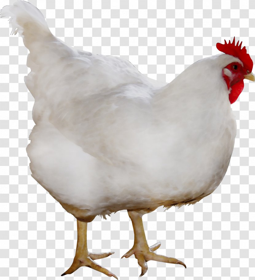 Broiler Cornish Chicken Rooster Photography Breed - White Transparent PNG