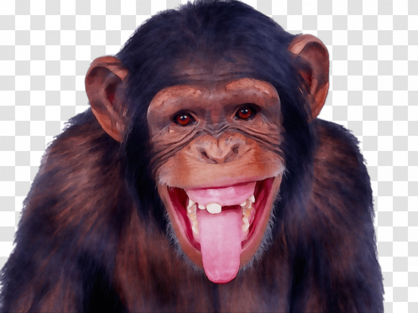 Chimpanzee Monkey Hanger Skunk Ape Transparent PNG