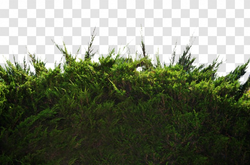 Shrub Tree Desktop Wallpaper Pine - Evergreen - Bushes Transparent PNG