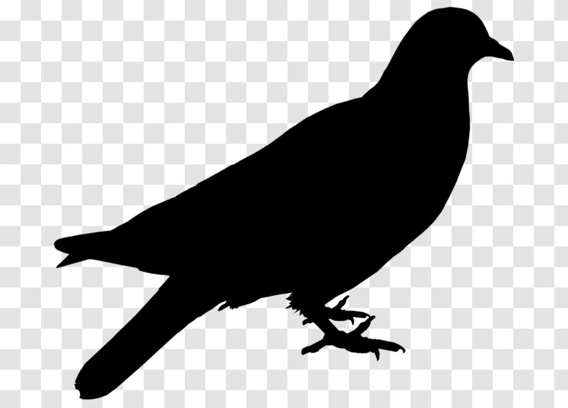Clip Art American Crow Free Content Illustration Vector Graphics - Crowlike Bird Transparent PNG