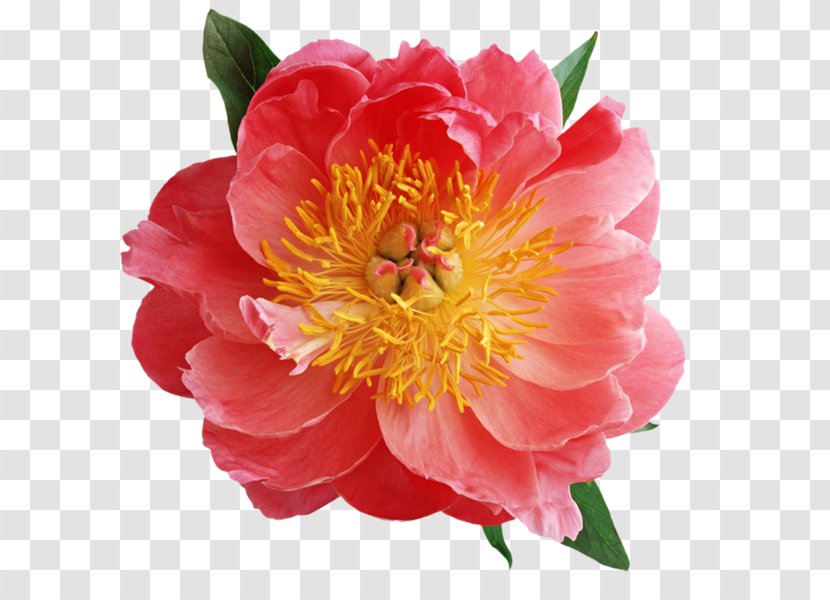 Peony Clip Art - Flowering Plant Transparent PNG