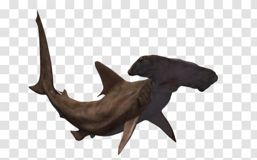 Hammerhead Shark Great Animal - Fish - Sharks Transparent PNG