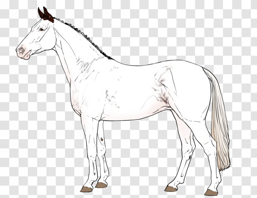 Mustang Foal Stallion Colt Mare - Yonni Meyer Transparent PNG
