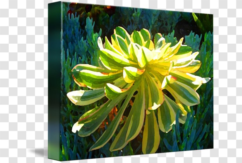 Current Gallery Succulent Plant Painting Fine Art Work Of - Dahlia - Border Transparent PNG