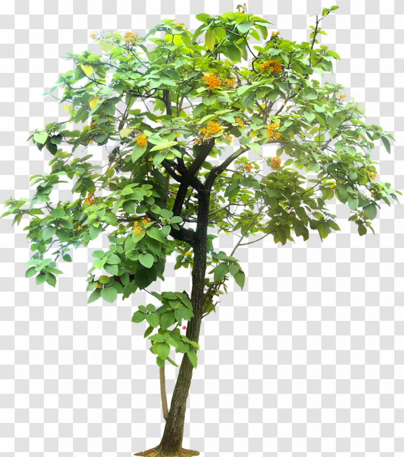 Tree Tropics Cordia Sebestena - Evergreen - Tropical Plant Transparent PNG