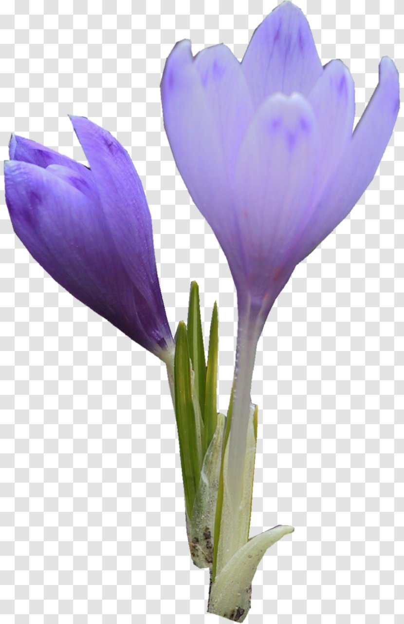 Flower Violet Purple Lavender Crocus - Herbaceous Plant Transparent PNG