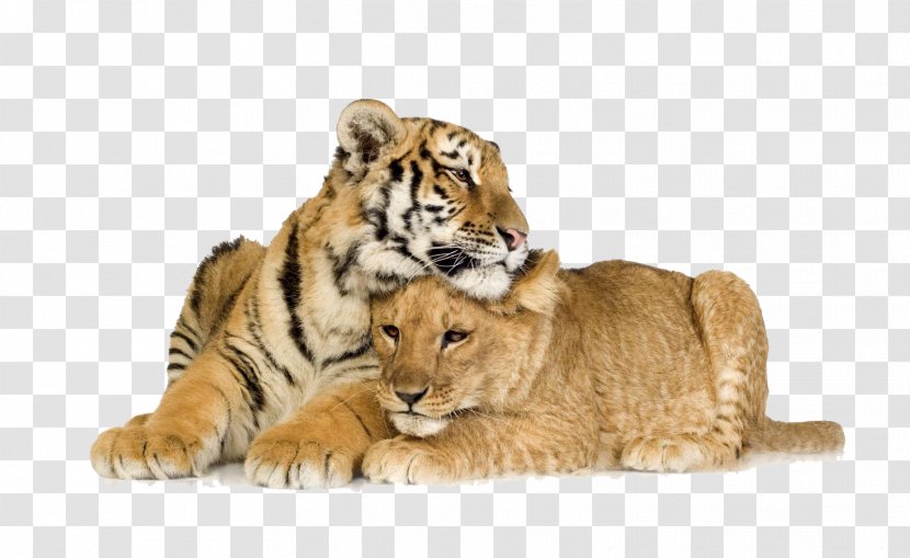Lion Cubs & Tiger Cat - The Two Tigers Lying Transparent PNG