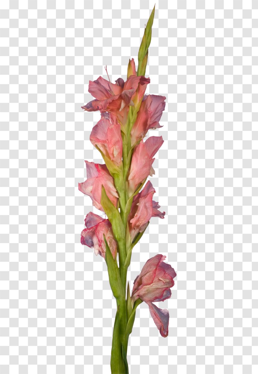 Gladiolus Cut Flowers Plant Stem Petal Pink M Transparent PNG