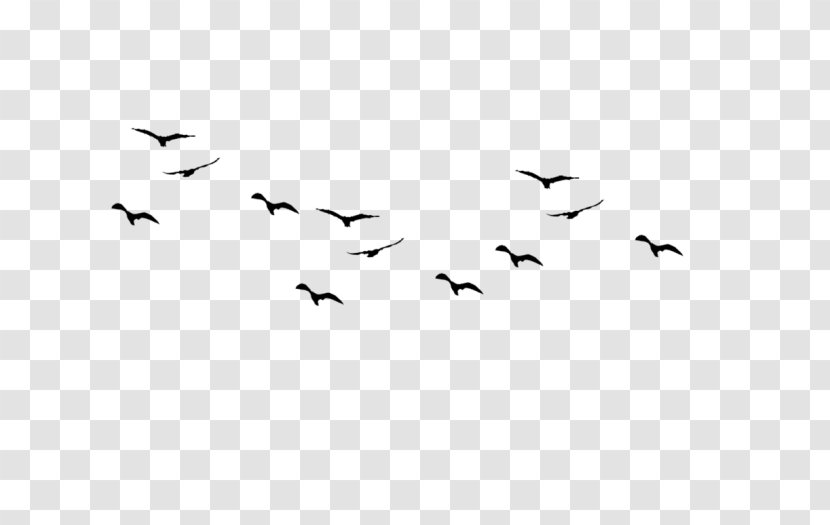 Bird Flight Swallow Silhouette - Tattoo Transparent PNG