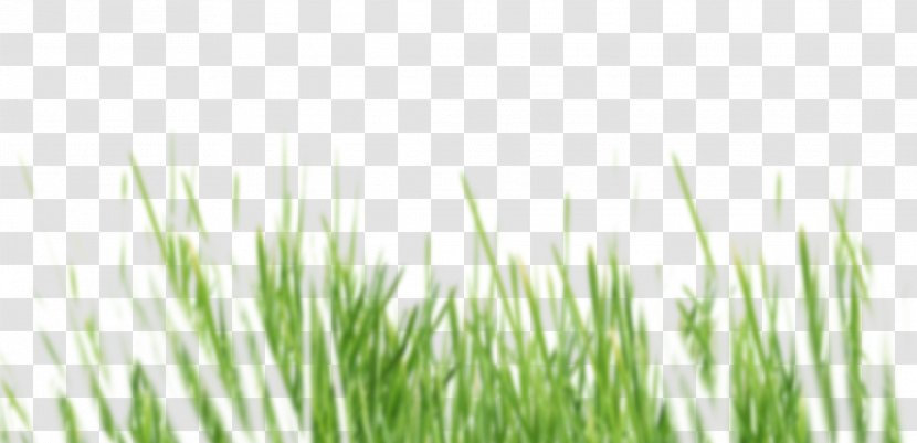 Lawn Vetiver Organic Food Boutique Vert & Essentiel Meadow - Grass Family - Gazon Transparent PNG