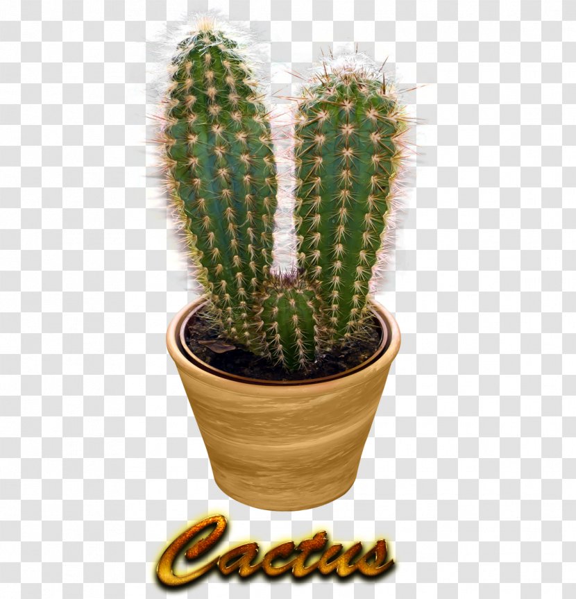 San Pedro Cactus Prickly Pear Triangle Cactus/ - Strawberry Hedgehog Transparent PNG